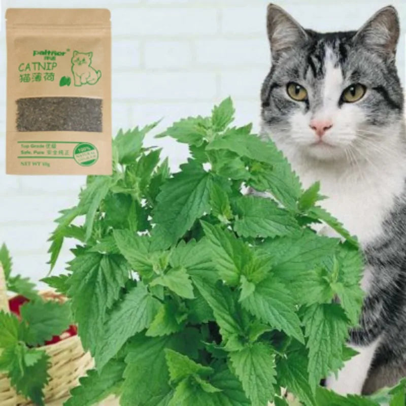 Natural Catnip Cat Toys Menthol Flavor Clean Teeth Healthy Care Funny Cat Catmint Toys Organic Premium Catnip Cattle Grass 100%